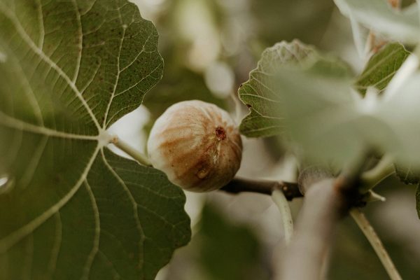 Memilih Pompa Tenaga Surya Berdasarkan Luas Kebun Buah Tin