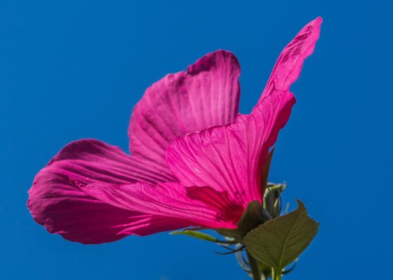 Memilih Pompa Tenaga Surya untuk Kebun Hibiscus Hemat Air