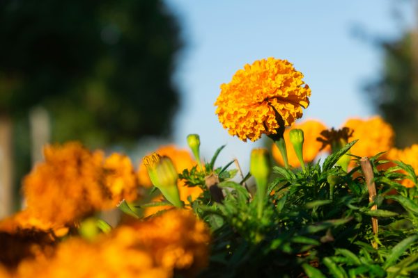 Memilih Pompa Tenaga Surya Marigold Sesuai Luas Rumah Kaca