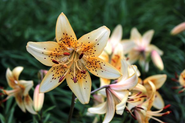 Memilih Pompa Tenaga Surya untuk Irigasi Tetes Lily