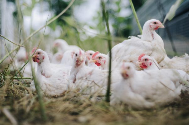 Memilih Pompa Tenaga Surya untuk Peternakan Ayam Modern