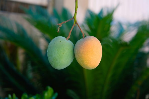 Energi Surya untuk Pertanian Mangga Berbasis Sensor