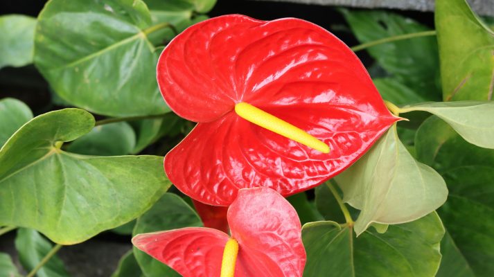 Memilih Pompa Tenaga Surya untuk Irigasi Anthurium Modern