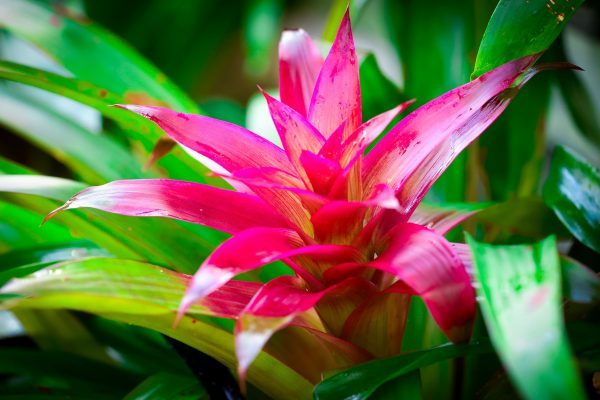 Memilih Pompa Tenaga Surya untuk Bromelia dengan Sensor Cerdas Kini