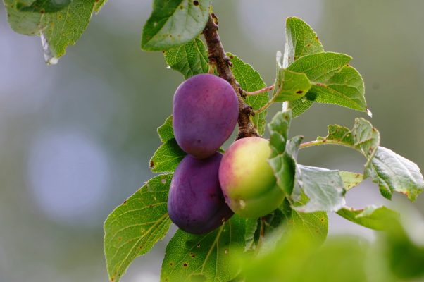 Memilih Pompa Tenaga Surya untuk Plum Jangka Panjang