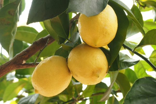 Energi Surya untuk Pertanian Lemon Berkelanjutan