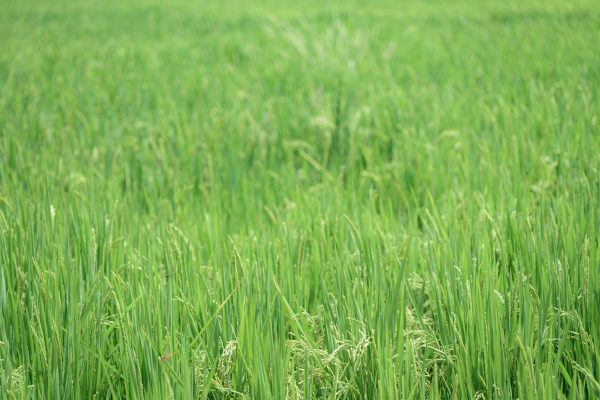 Memilih Pompa Tenaga Surya Lorentz untuk Sawah IoT yang Canggih