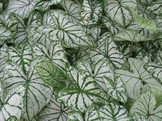 Tips Memilih Pompa Tenaga Surya untuk Irigasi Caladium