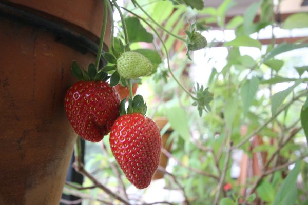 Energi Surya untuk Pertanian Strawberry dengan PLTS Otomatis