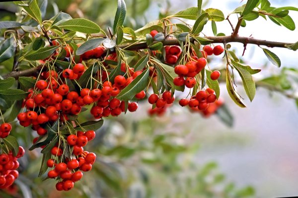 Memilih Pompa Tenaga Surya untuk Investasi Kebun Buah