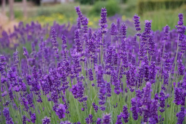 Memilih Pompa Tenaga Surya Berdasarkan Luas Kebun Lavender
