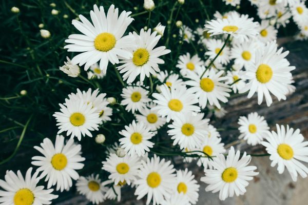Memilih Pompa Tenaga Surya untuk Pertumbuhan Bunga Daisy