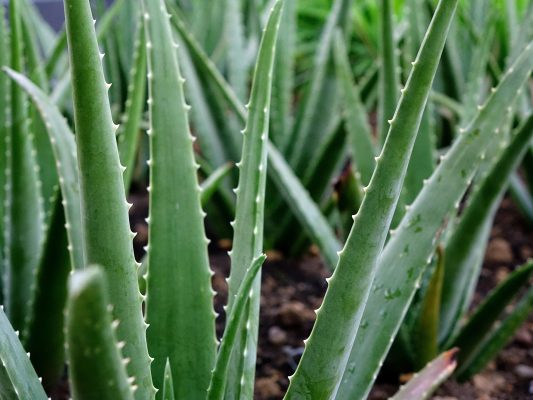 Memilih Pompa Tenaga Surya untuk Kebun Lidah Buaya Modern