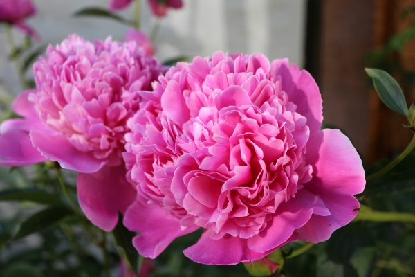Memilih Pompa Tenaga Surya untuk Peony di Lahan Terbuka