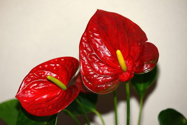 Integrasi Pompa Tenaga Surya untuk Irigasi Anthurium Efisien