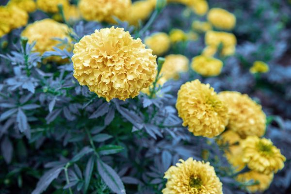 Memilih Pompa Tenaga Surya Marigold yang Hemat Energi