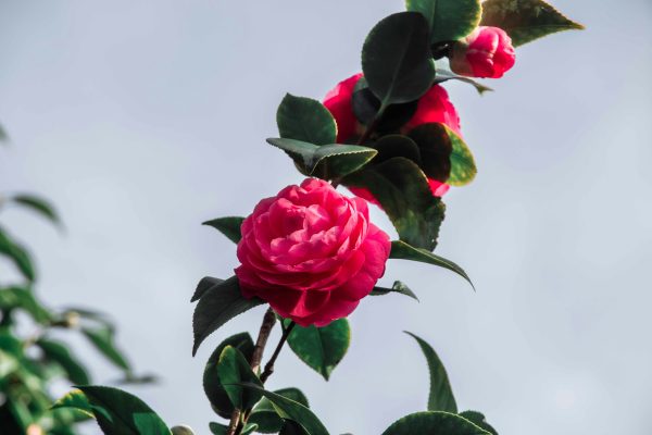 Memilih Pompa Tenaga Surya Hemat Air untuk Camelia IoT