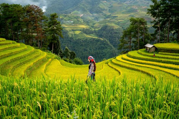 Memilih Pompa Tenaga Surya untuk Irigasi Musim Kemarau