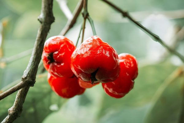 Memilih Pompa Tenaga Surya untuk Irigasi Tetes Jambu
