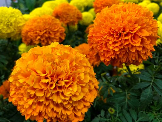 Memilih Pompa Tenaga Surya Berdasarkan Kedalaman Sumber Air Pada Marigold