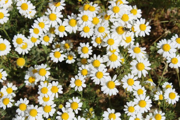 Memilih Pompa Tenaga Surya untuk Nutrisi Daisy