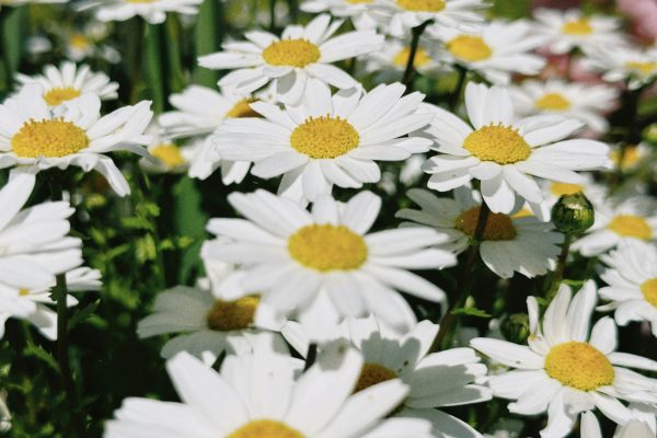 Memilih Pompa Tenaga Surya untuk Perawatan Daisy Berkelanjutan