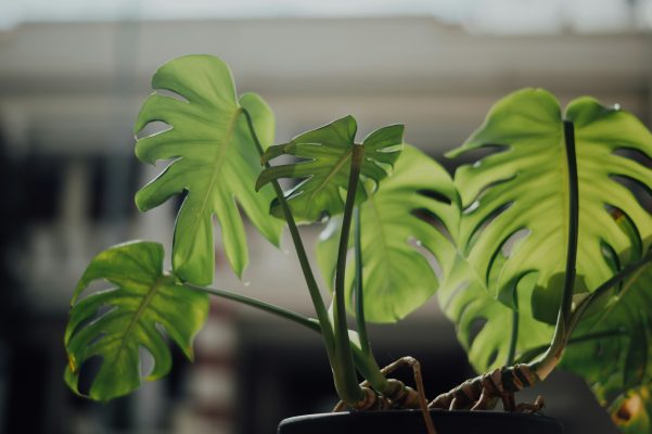 Memilih Pompa Tenaga Surya untuk Monstera dalam Pot