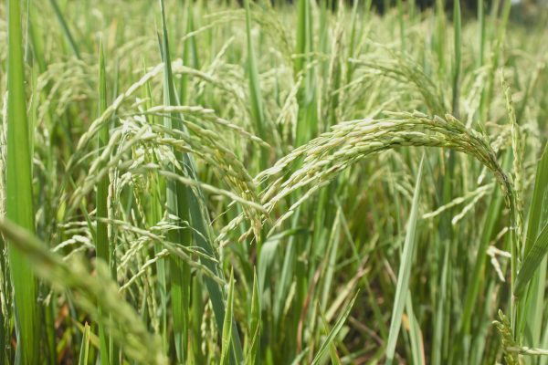 Memilih Pompa Tenaga Surya Lorentz Sesuai Luas Sawah