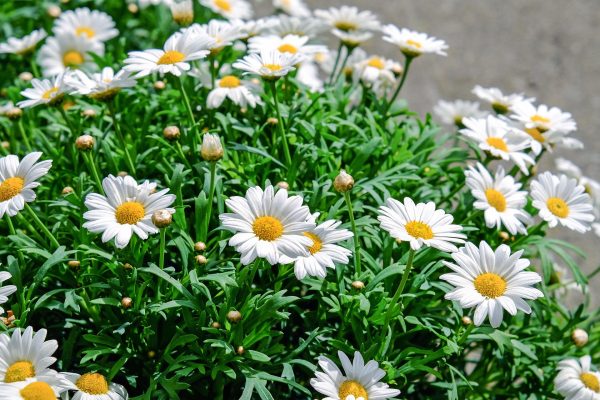 Memilih Pompa Tenaga Surya Hemat Air untuk Tanaman Bunga Daisy