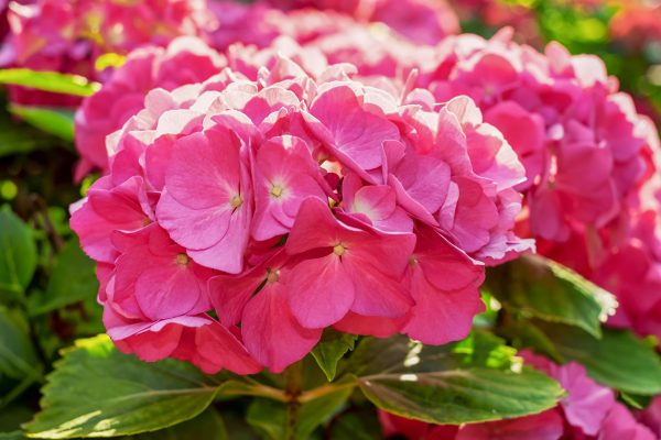 Memilih Pompa Tenaga Surya untuk Kebun Hydrangea Modern Hijau