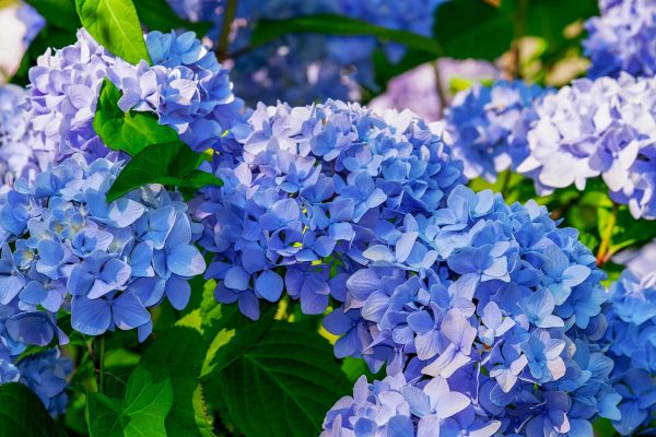 Memilih Pompa Tenaga Surya untuk Hydrangea yang Efisien Air