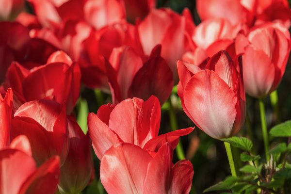 Memilih Pompa Tenaga Surya Lorentz untuk Greenhouse Tulip