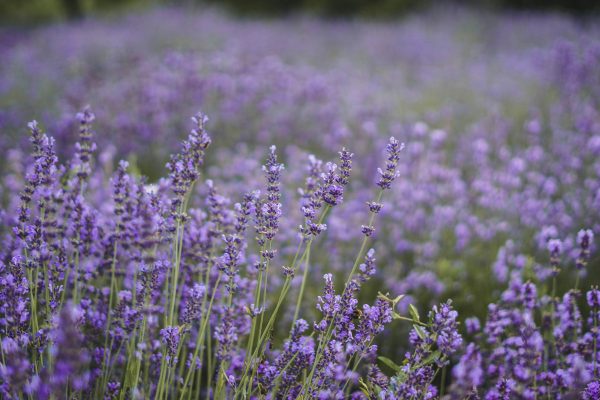 Memilih Pompa Tenaga Surya Berdasarkan Debit Air Lavender