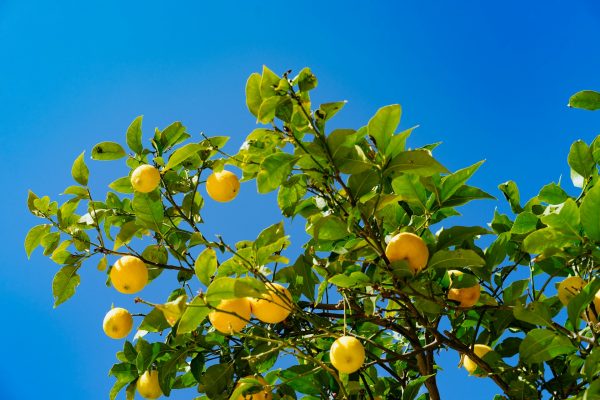 Energi Surya untuk Pertanian Lemon dengan PLTS Tepat