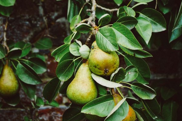 Memilih Pompa Tenaga Surya untuk Panen Buah Maksimal