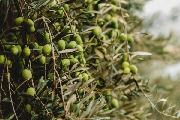 Memilih Pompa Tenaga Surya untuk Solusi Kebun Zaitun Jangka Panjang