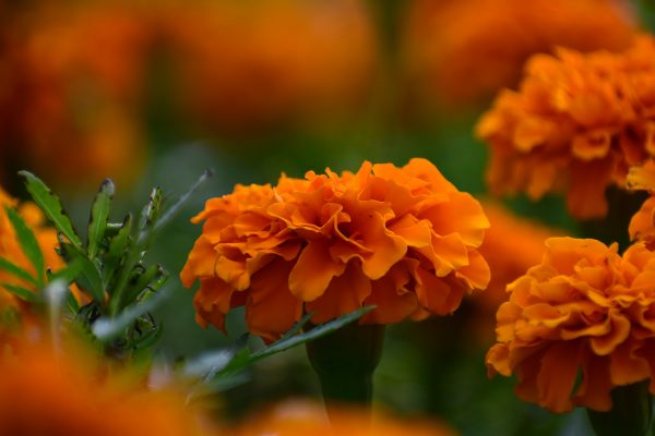 Memilih Pompa Tenaga Surya untuk Tanaman Marigold Berbasis Sensor
