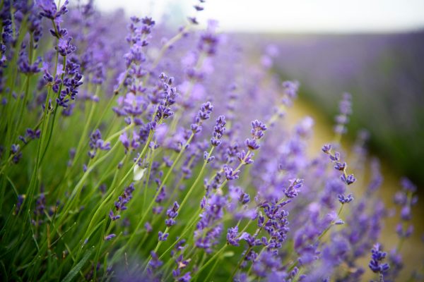 Memilih Pompa Tenaga Surya dengan Sistem Otomatis Lavender