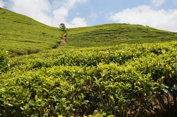 Energi Surya untuk Pertanian Kebun Teh Hemat Biaya