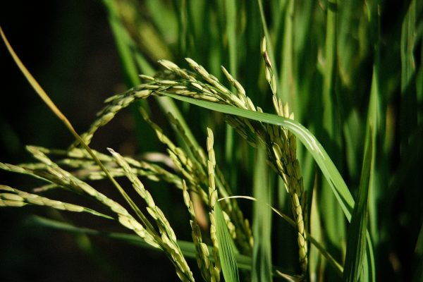 Memilih Pompa Tenaga Surya Lorentz untuk Sawah Pintar