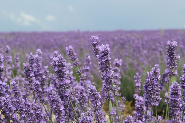 Memilih Pompa Tenaga Surya untuk Lavender di Lahan Miring
