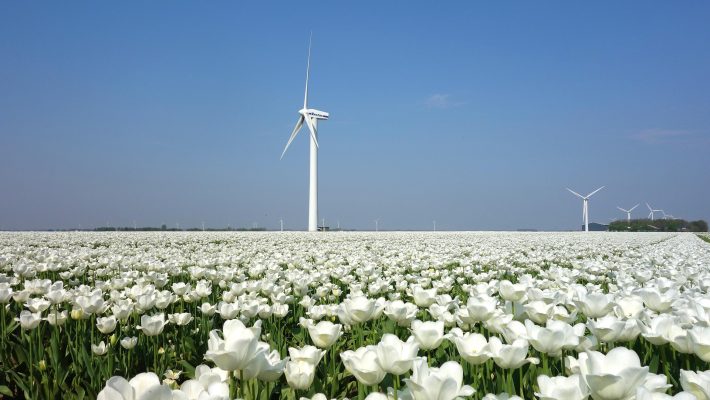 Memilih Pompa Tenaga Surya Lorentz untuk Tulip Hemat Biaya