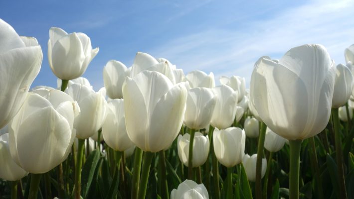Memilih Pompa Tenaga Surya Lorentz untuk Tulip Musim Kering