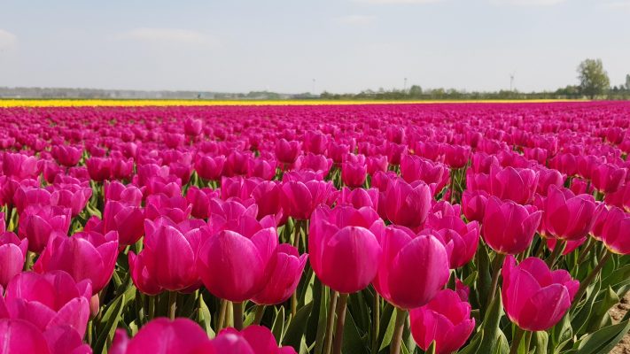 Memilih Pompa Tenaga Surya Lorentz untuk Tanaman Bunga Tulip