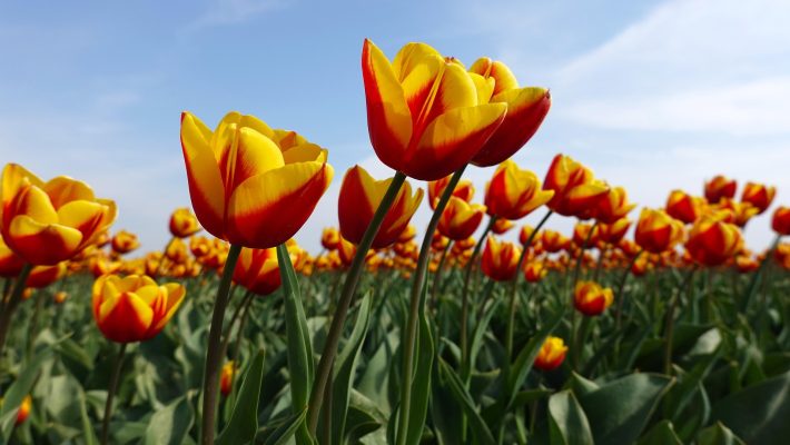 Memilih Pompa Tenaga Surya Lorentz untuk Irigasi Tulip Efisien