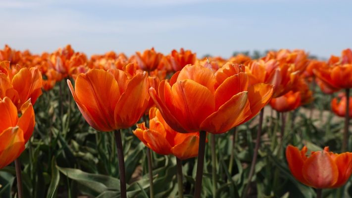 Memilih Pompa Tenaga Surya Lorentz untuk Tulip Hemat Air