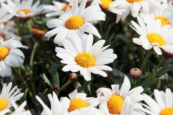 Memilih Pompa Tenaga Surya Berdasarkan Kedalaman Sumber Air Pada Daisy