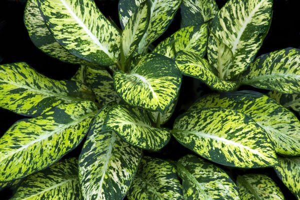 Memilih Pompa Tenaga Surya untuk Irigasi Otomatis Aglaonema