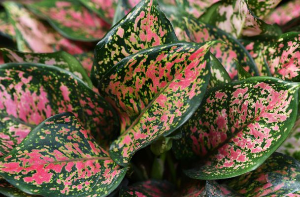 Memilih Pompa Tenaga Surya untuk Aglaonema Berkelanjutan