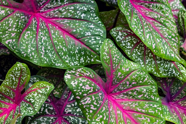 Cara Memilih Pompa Tenaga Surya untuk Irigasi Caladium
